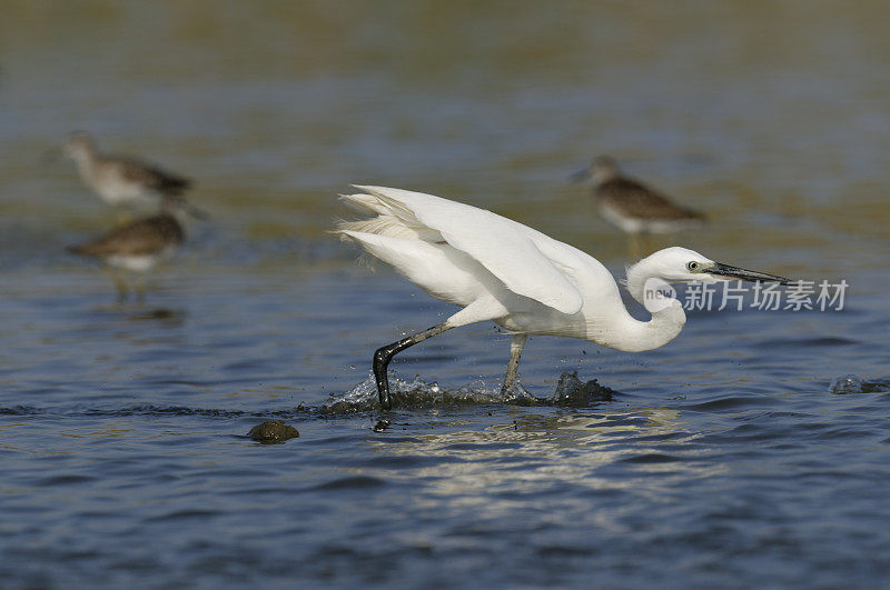 小白鹭(Egretta garzetta)